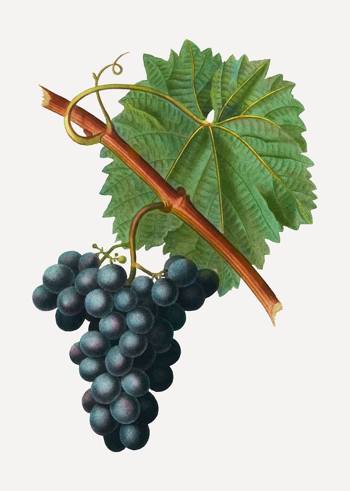 Vintage grape vine branch vector