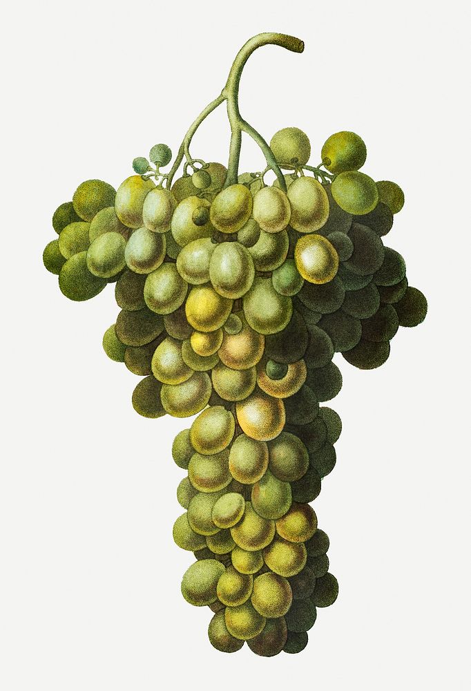 Vintage green grape cluster illustration
