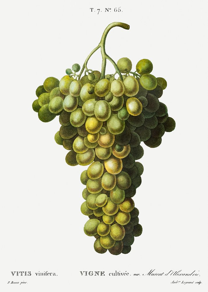 Vitis vinifera (Muscat blanc) from Trait&eacute; des Arbres et Arbustes que l&rsquo;on cultive en France en pleine terre…