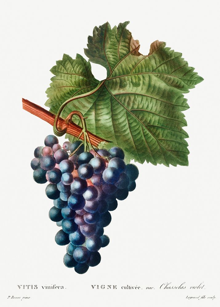 Grape vine (Vitis vinifera) from Trait&eacute; des Arbres et Arbustes que l&rsquo;on cultive en France en pleine terre…
