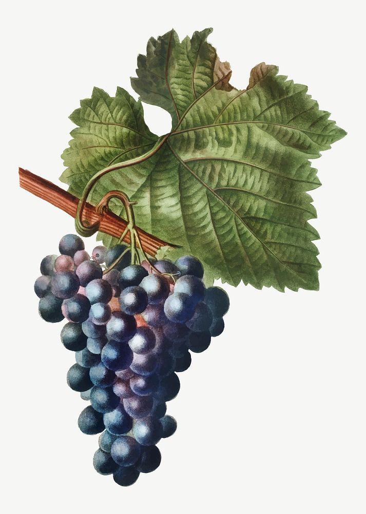 Vintage grape vine branch vector