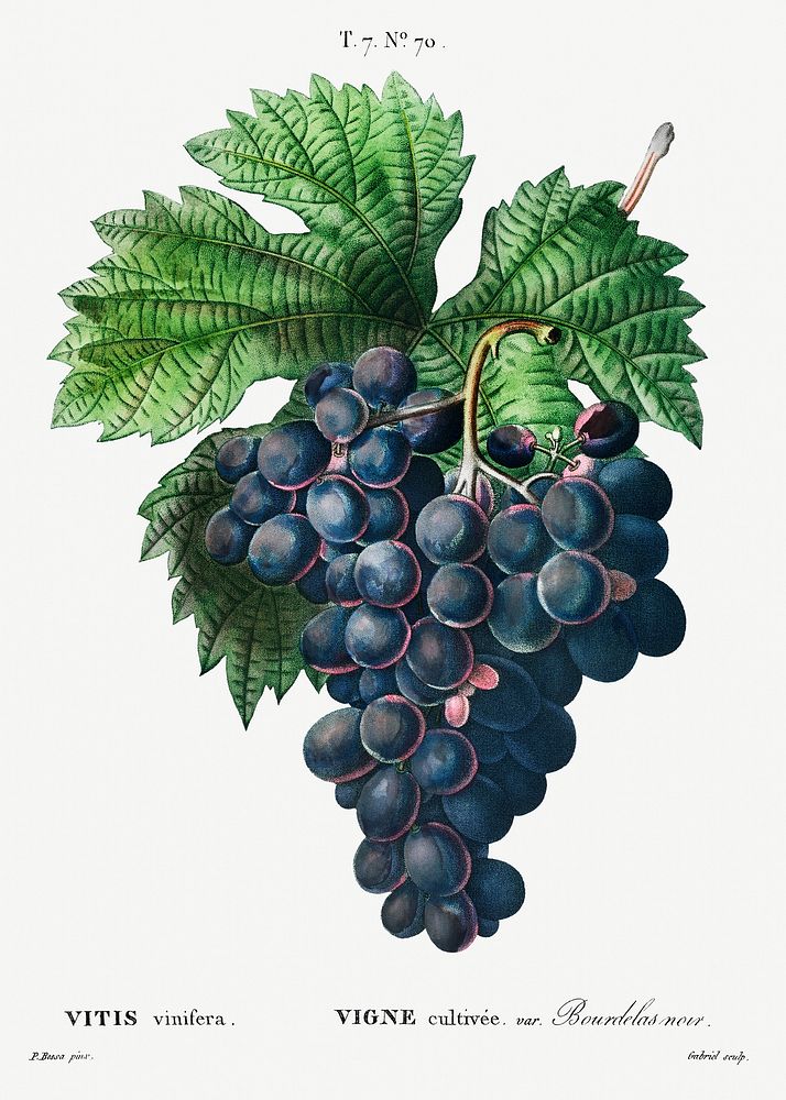 Vitis vinifera (Bourdekas noir) from Trait&eacute; des Arbres et Arbustes que l&rsquo;on cultive en France en pleine terre…