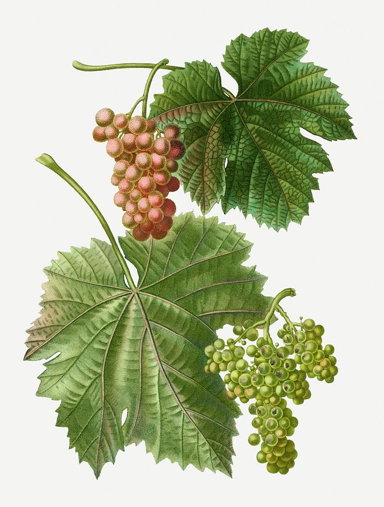 Vintage grape vine branch illustration