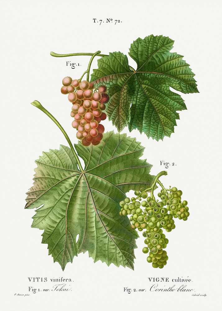 Grape vine, Vitis vinifera from Trait&eacute; des Arbres et Arbustes que l'on cultive en France en pleine terre…