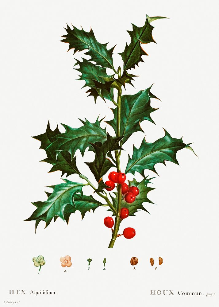 Common holly (Ilex aquifolium) from Trait&eacute; des Arbres et Arbustes que l&rsquo;on cultive en France en pleine terre…
