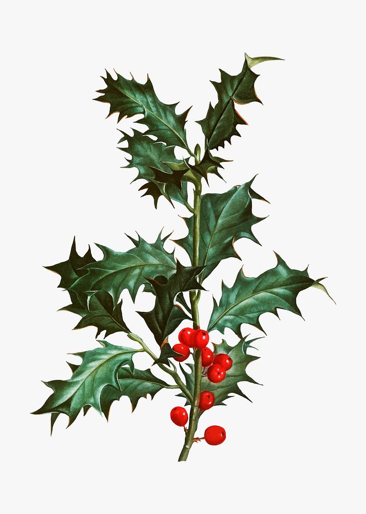 Vintage common holly branch vector