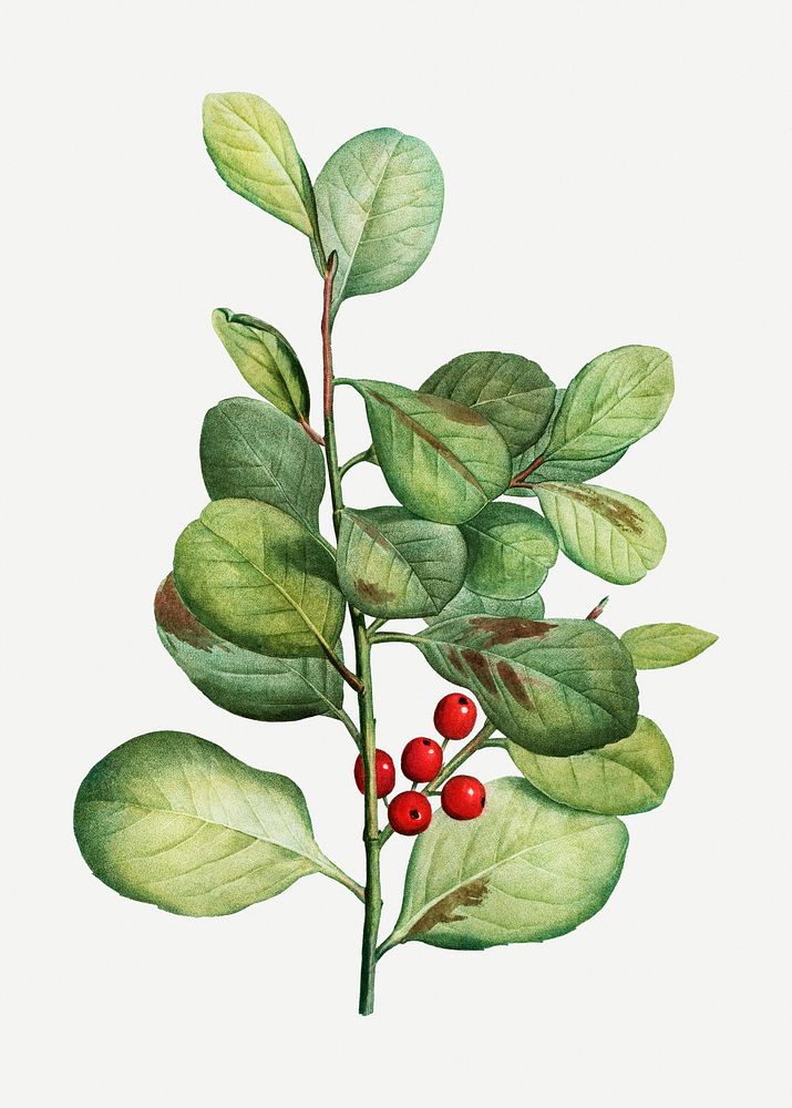 Vintage lingonberry evergreen shrub illustration
