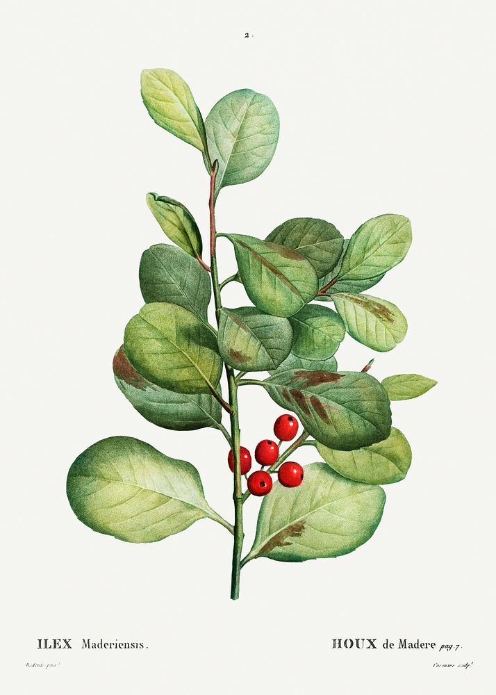 Ilex Maderiensis (Houx de Madere) from Trait&eacute; des Arbres et Arbustes que l&rsquo;on cultive en France en pleine terre…