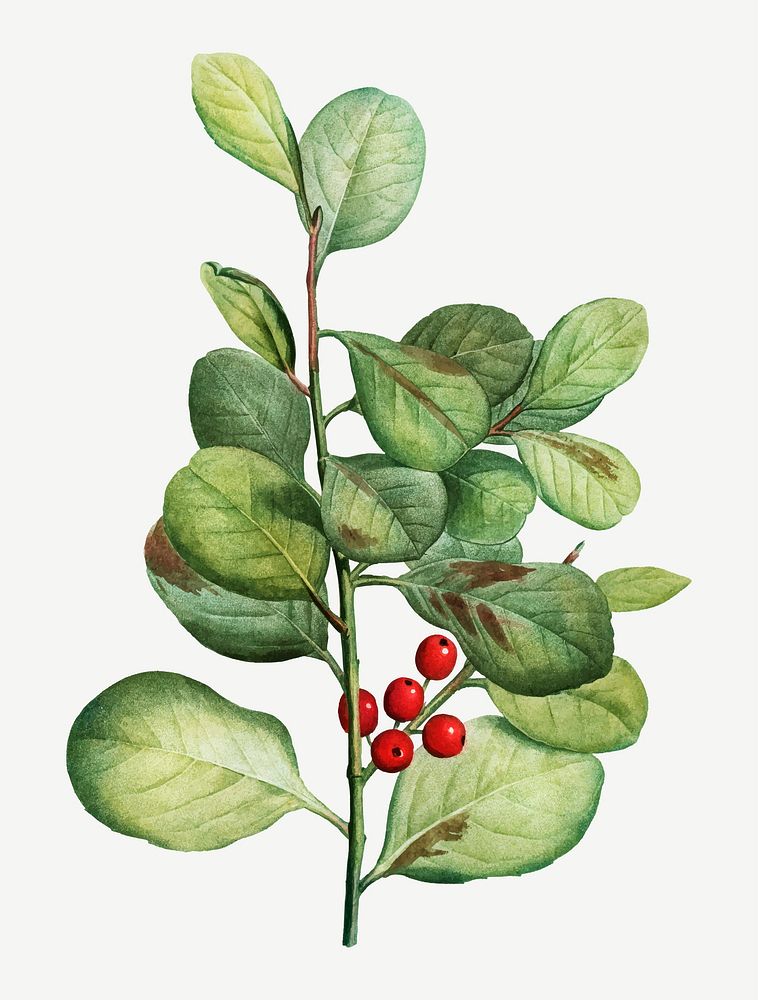 Vintage lingonberry evergreen shrub vector