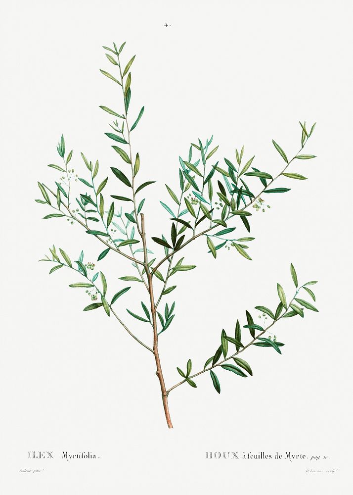 Myrtle dahoon (Ilex Myrtifolia) from Traité des Arbres et Arbustes que l’on cultive en France en pleine terre (1801–1819) by…