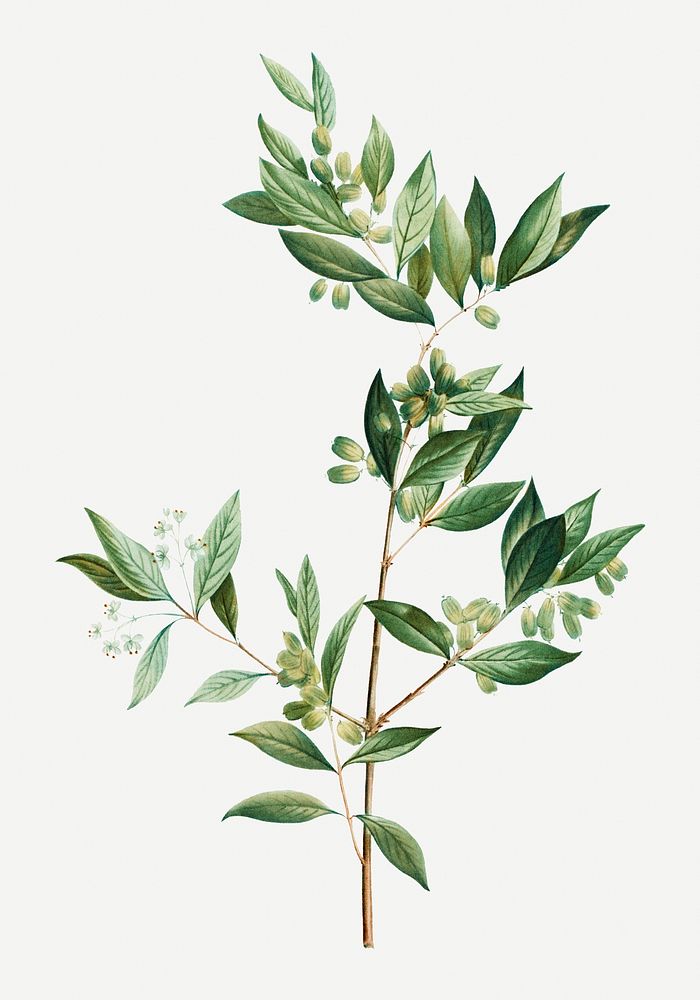 Vintage fontanesia phillyreoides plant illustration