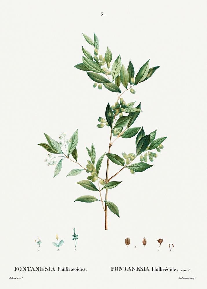 Fontanesia Phillyreoides (1801-1819) from Trait&eacute; des Arbres et Arbustes que l'on cultive en France en pleine terre by…