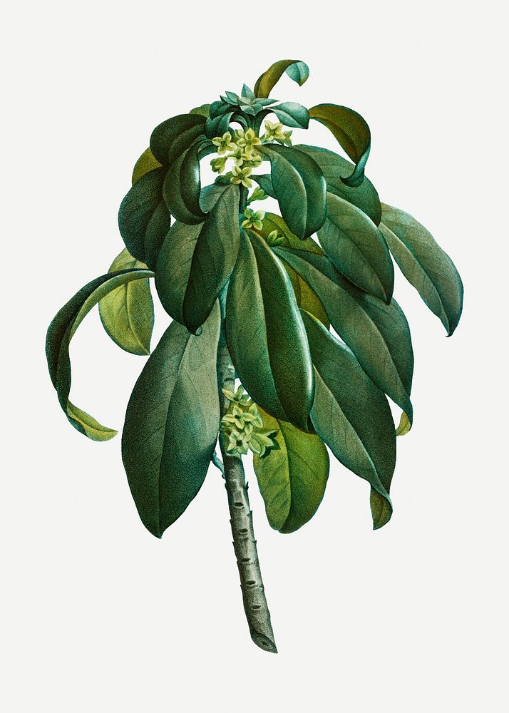 Vintage spurge Laurel plant illustration