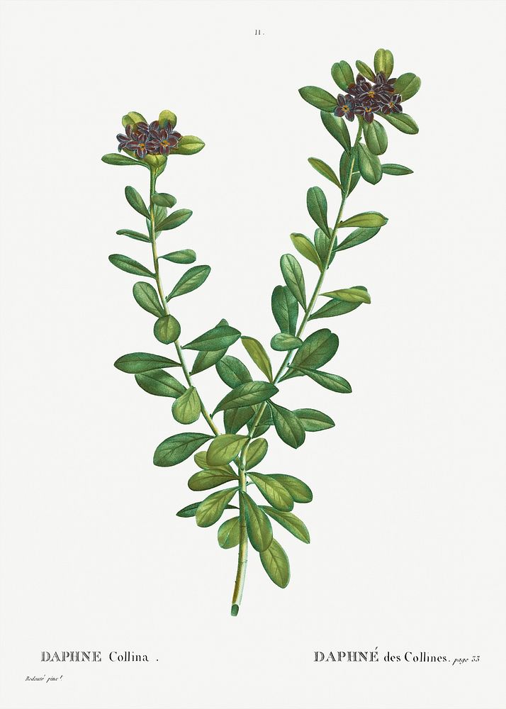 Daphne sericea (Daphne Collina) (1801-1819) from Trait&eacute; des Arbres et Arbustes que l'on cultive en France en pleine…