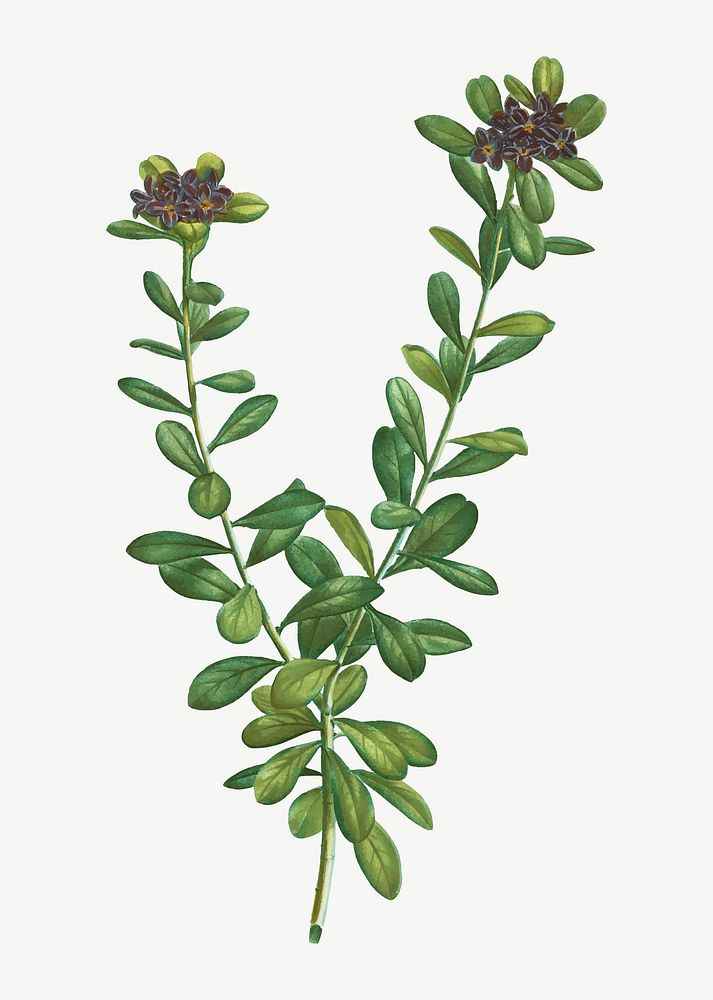 VIntage daphne sericea plant vector
