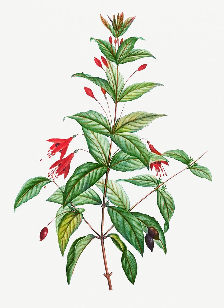Vintage hardy fuchsia plant illustration