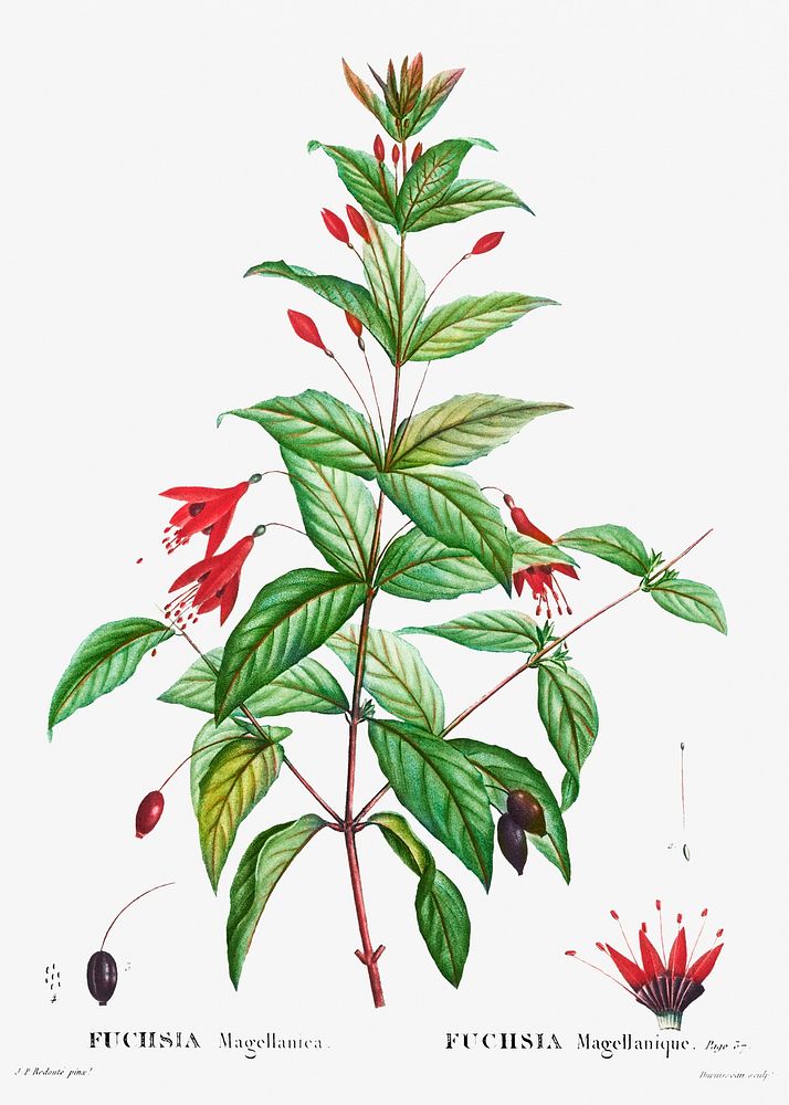 Hardy fuchsia (Fuchsia Magellanic) from Trait&eacute; des Arbres et Arbustes que l&rsquo;on cultive en France en pleine…