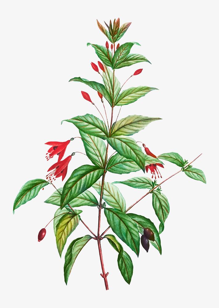 Vintage hardy fuchsia plant vector