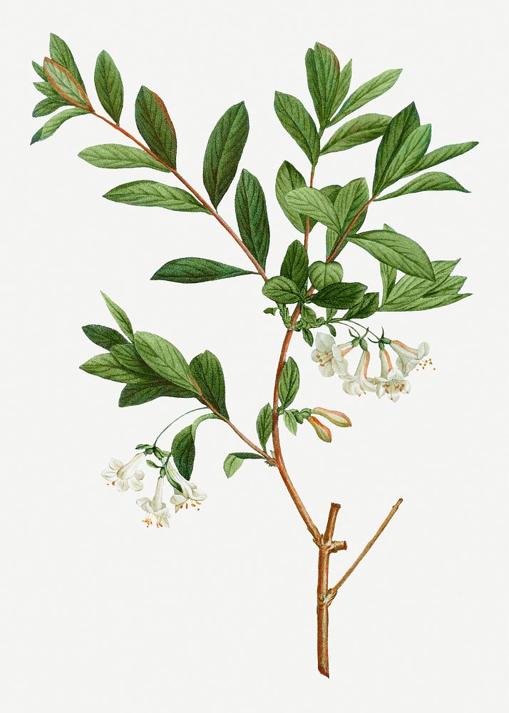 Vintage white honeysuckle plant illustration