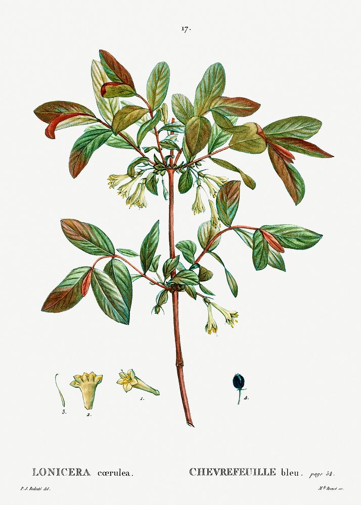 Honeyberry (Lonicera coerulea) from Trait&eacute; des Arbres et Arbustes que l&rsquo;on cultive en France en pleine terre…