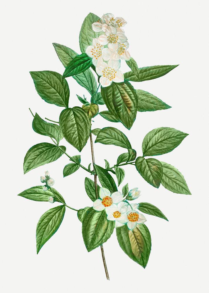 Vintage philadelphus coronarius flower illustration