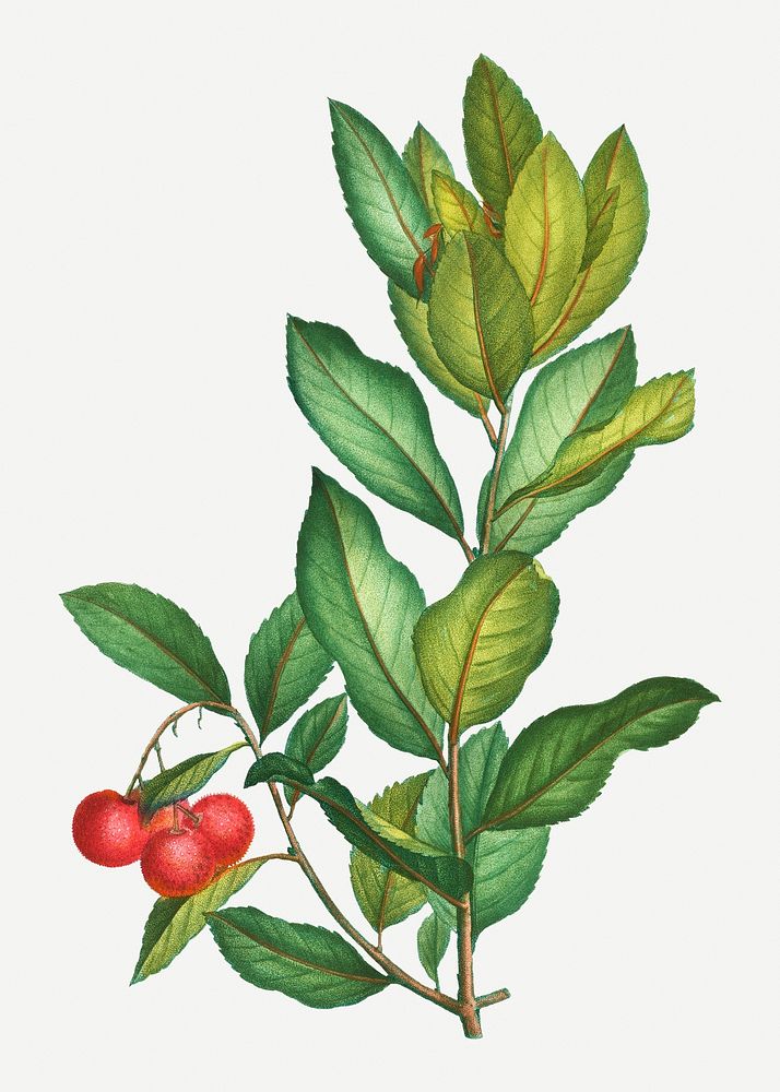 Vintage evergreen strawberry tree illustration