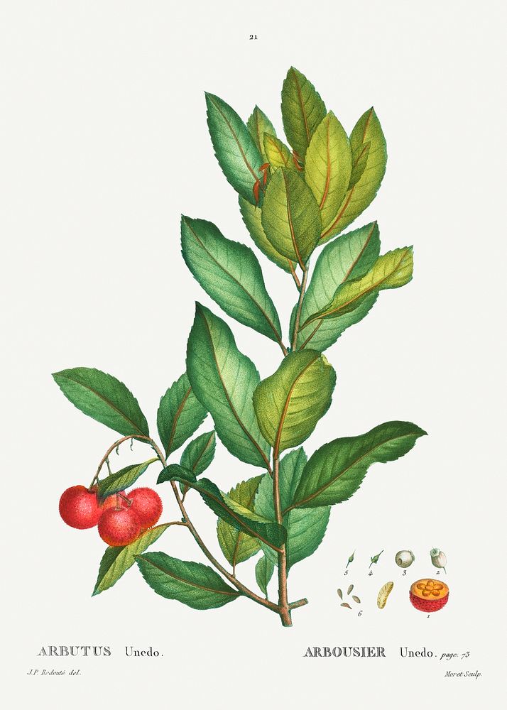 Strawberry tree (Arbutus Unedo) from Trait&eacute; des Arbres et Arbustes que l&rsquo;on cultive en France en pleine terre…