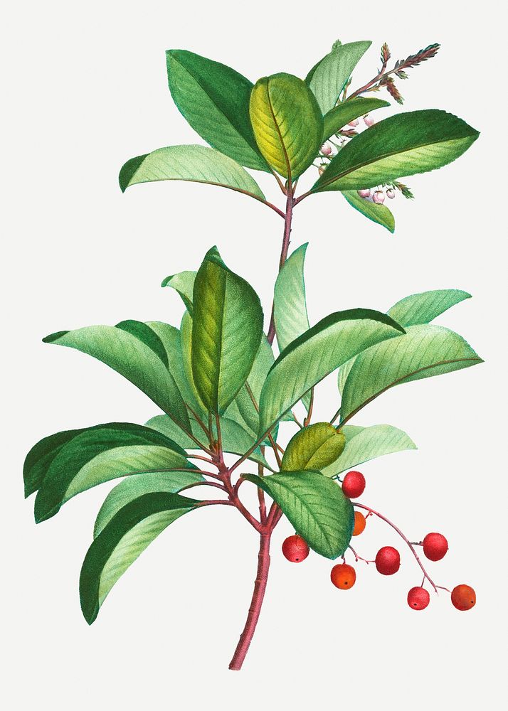 Vintage arbutus andrachne tree illustration