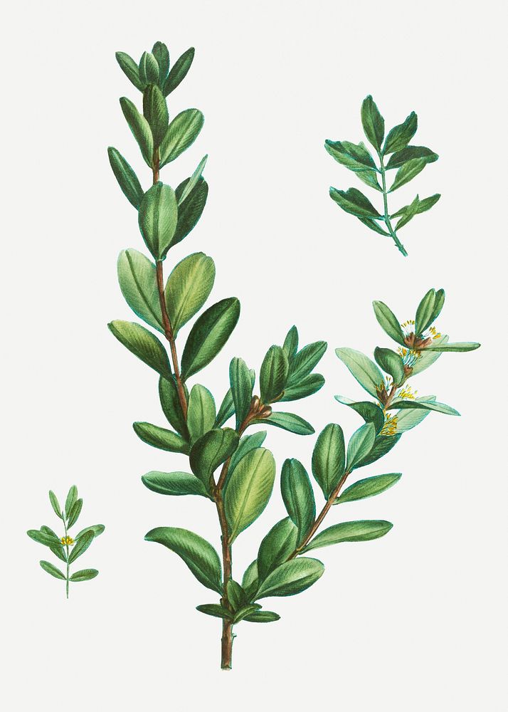 Vintage buxus sempervirens tree illustration