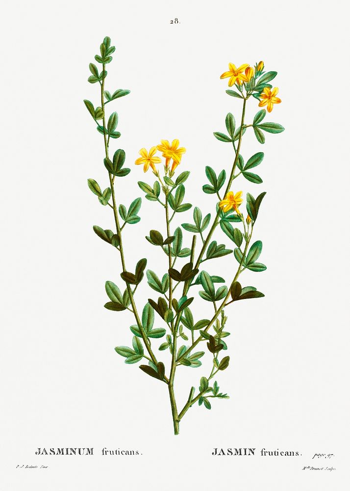 Yellow jasmine (Jasminum fruticans) from Trait&eacute; des Arbres et Arbustes que l&rsquo;on cultive en France en pleine…