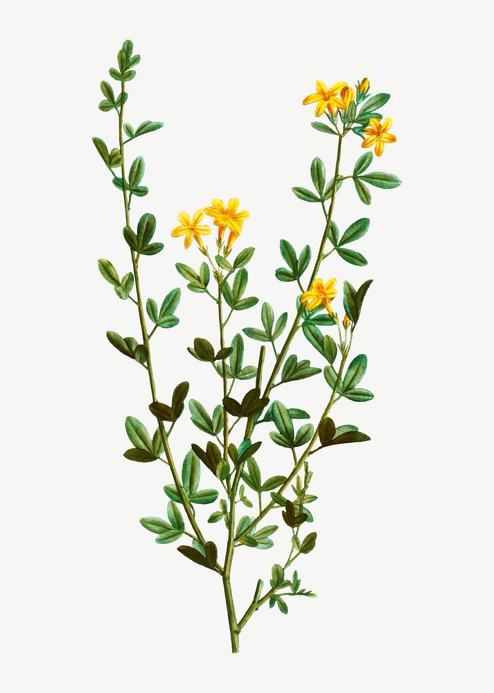 Vintage blooming yellow jasmine vector | Premium Vector Illustration ...