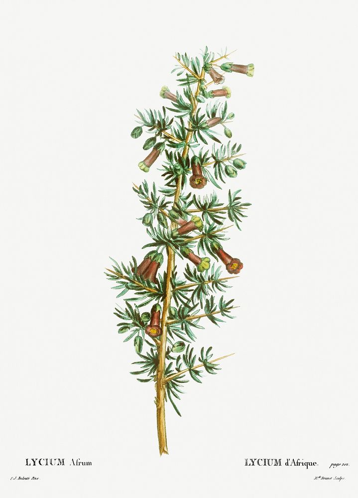 Lycium Afrum from Trait&eacute; des Arbres et Arbustes que l&rsquo;on cultive en France en pleine terre (1801&ndash;1819) by…