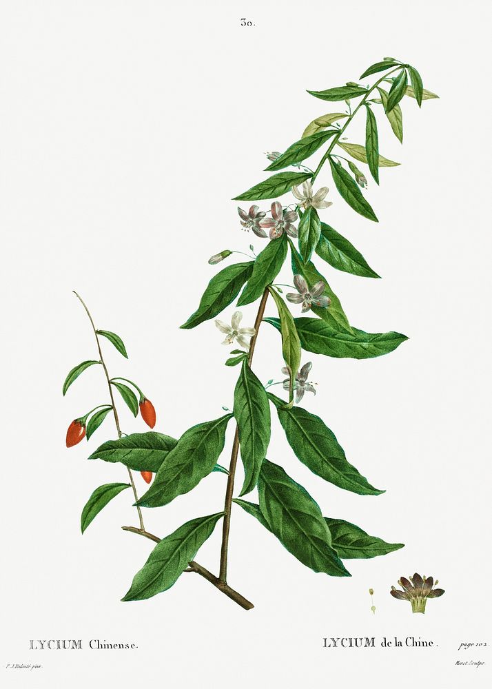 Lycium chinense from Trait&eacute; des Arbres et Arbustes que l&rsquo;on cultive en France en pleine terre (1801&ndash;1819)…