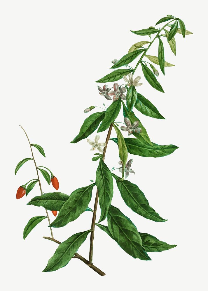 Vintage lycium chinense plant vector