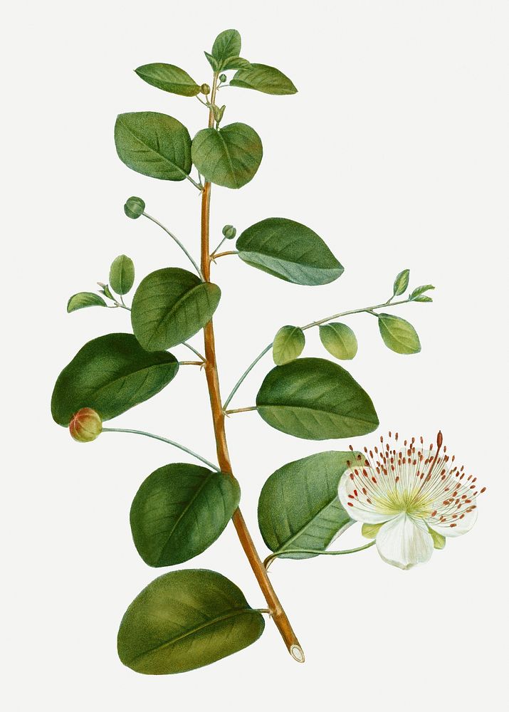Vintage blooming caper plant illustration