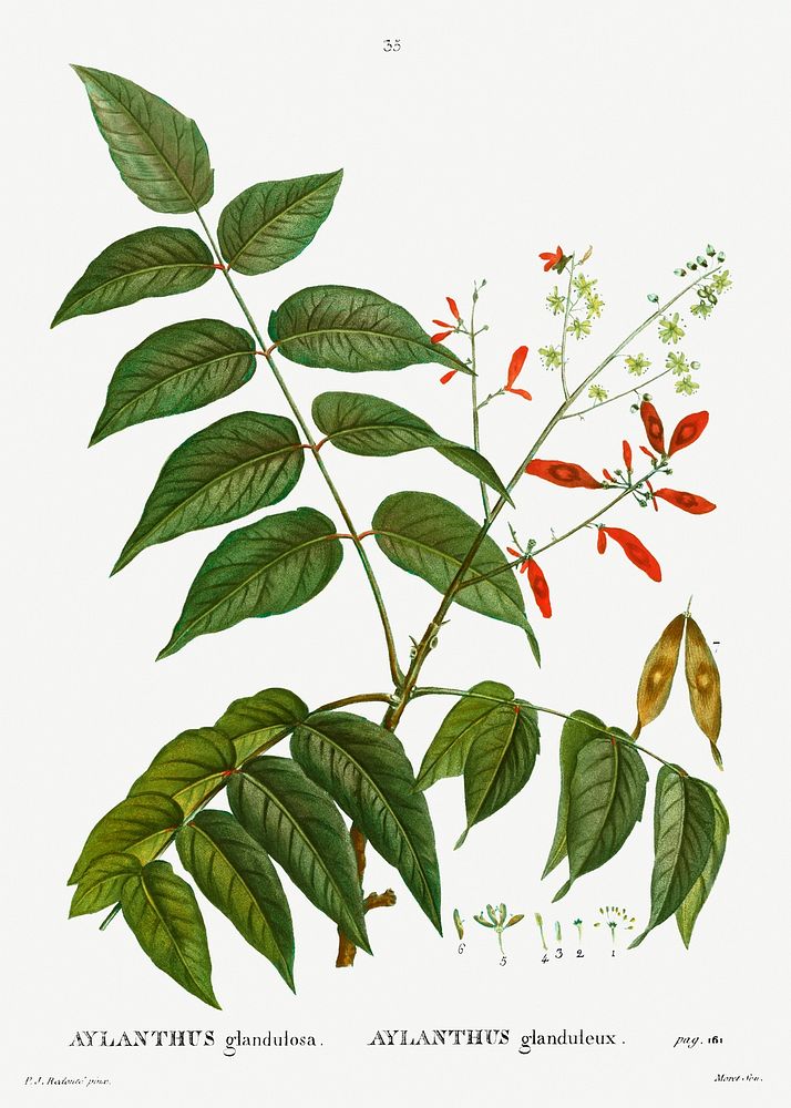 Tree of heaven (Ailanthus altissima) from Trait&eacute; des Arbres et Arbustes que l&rsquo;on cultive en France en pleine…