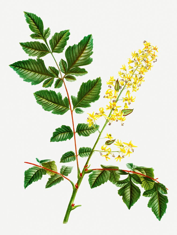 Vintage koelreuteria paniculata flower illustration