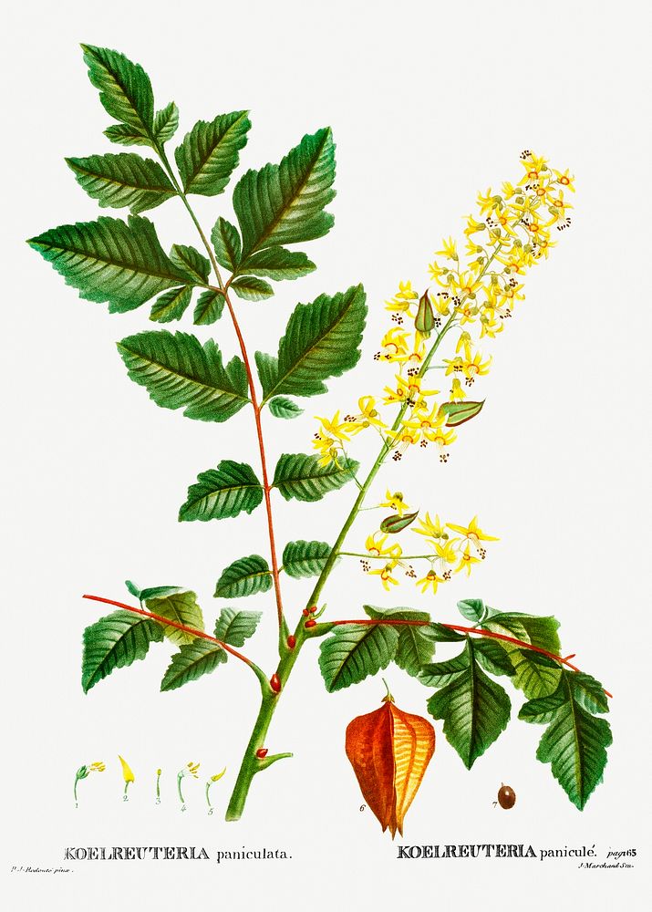 Koelreuteria paniculata (Koelreuteria panicul&eacute;) from Trait&eacute; des Arbres et Arbustes que l&rsquo;on cultive en…