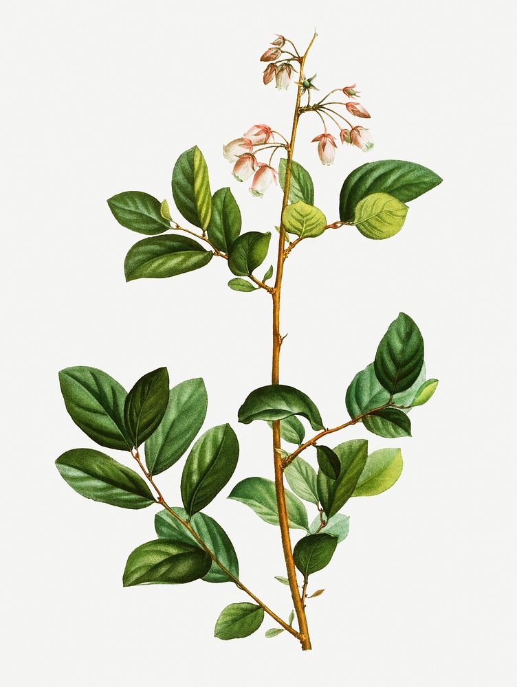 Vintage andromeda mariana plant illustration
