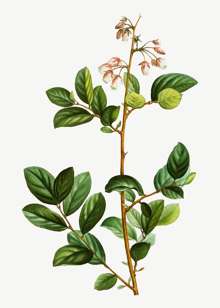 Vintage andromeda mariana plant vector