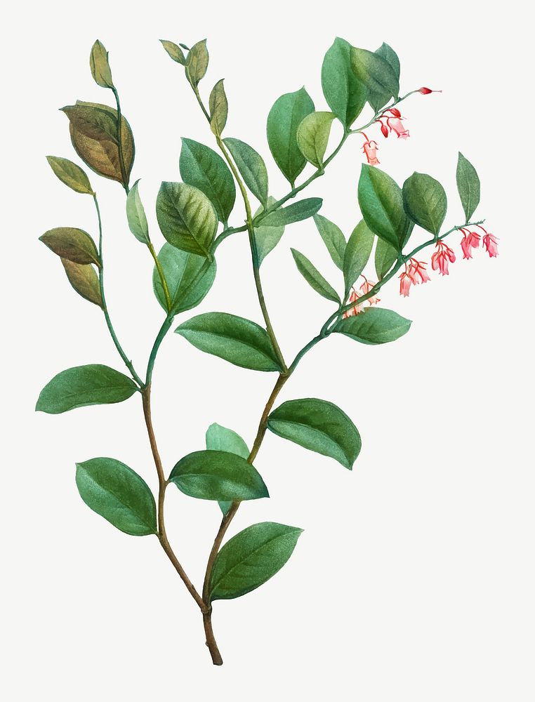 Vintage andromeda axillaris shrub vector