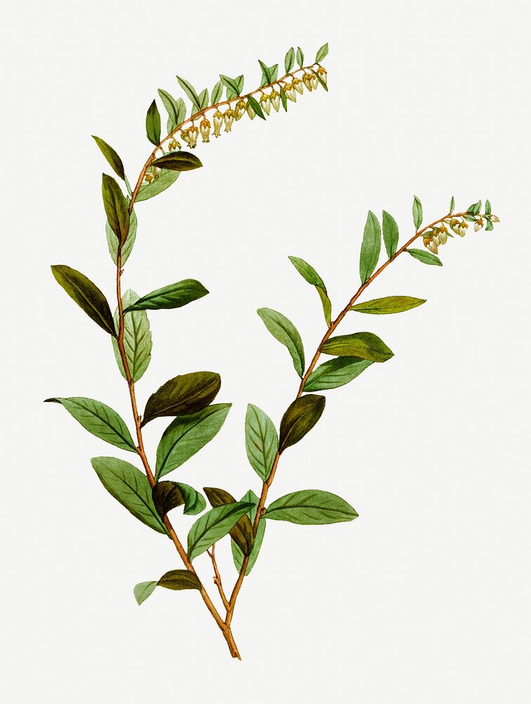 Vintage andromeda marginata plant illustration