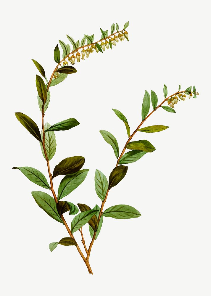 Vintage andromeda marginata plant vector