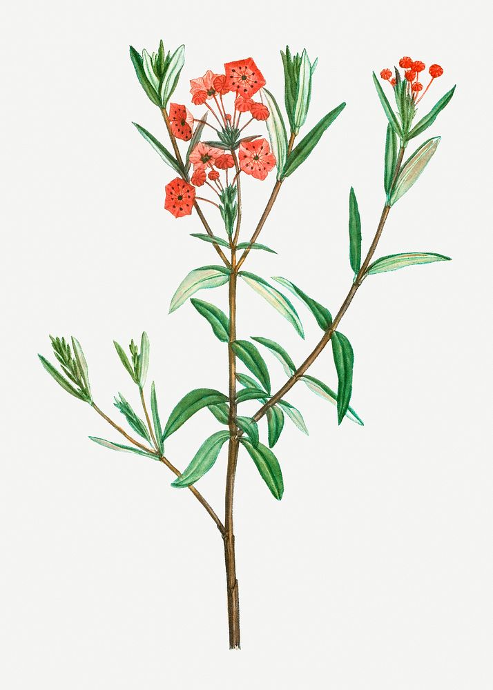Vintage kalmia glauca flower illustration