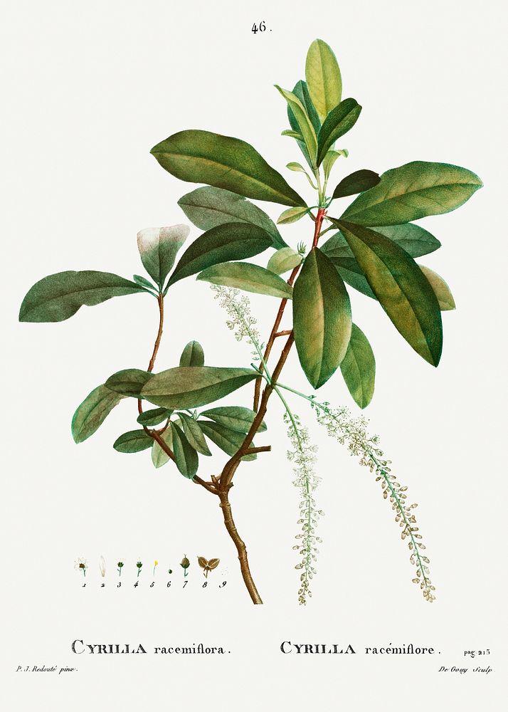 Swamp titi (Cyrilla racemiflora) from Trait&eacute; des Arbres et Arbustes que l&rsquo;on cultive en France en pleine terre…