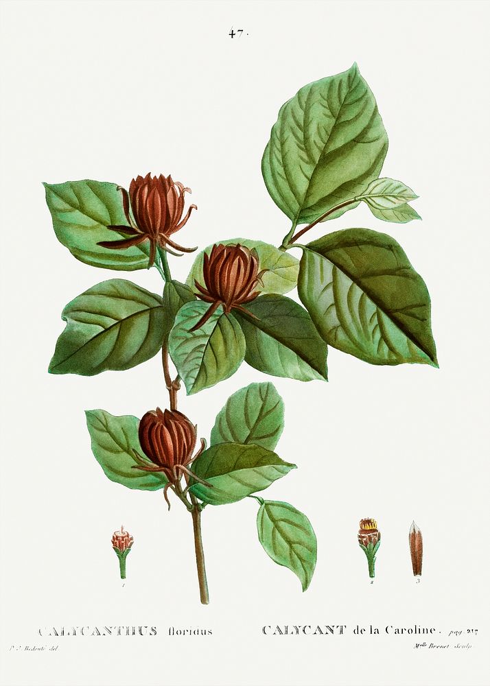 Carolina allspice (Calycanthus floridus) from Trait&eacute; des Arbres et Arbustes que l&rsquo;on cultive en France en…