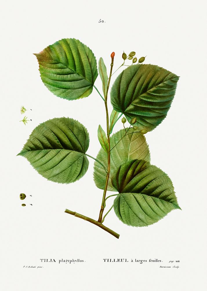 Tilia platyphyllos from Trait&eacute; des Arbres et Arbustes que l&rsquo;on cultive en France en pleine terre…
