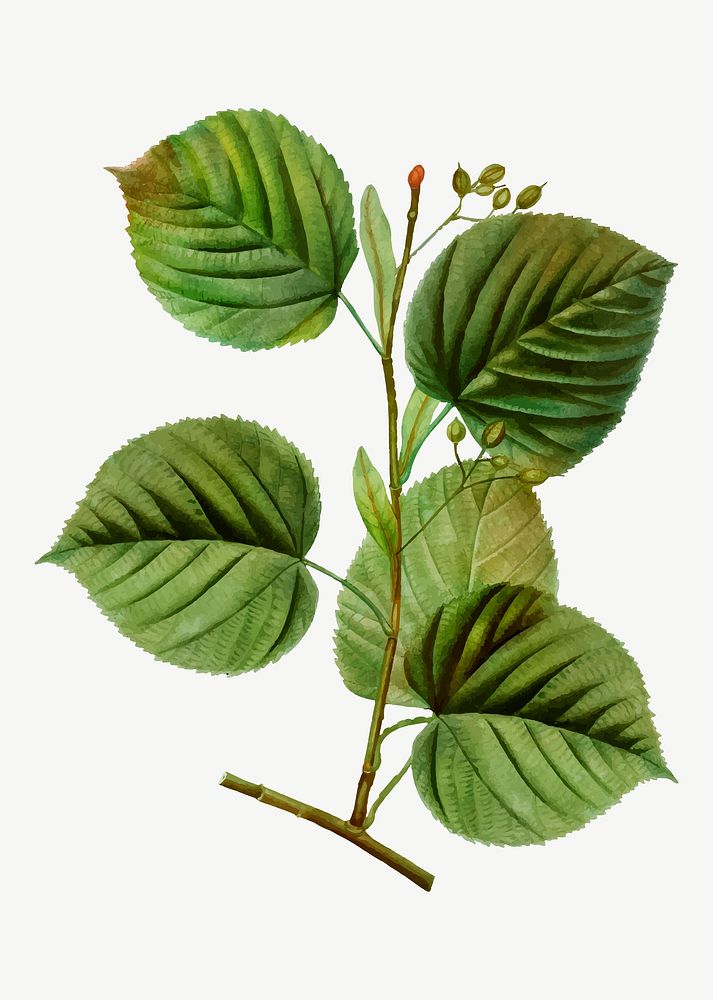 Vintage tilia platyphyllos plant vector
