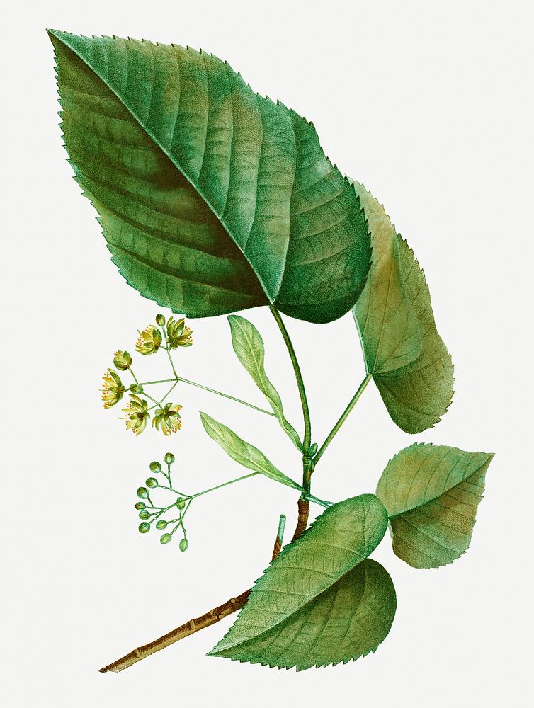 Vintage tilia pubescens plant illustration