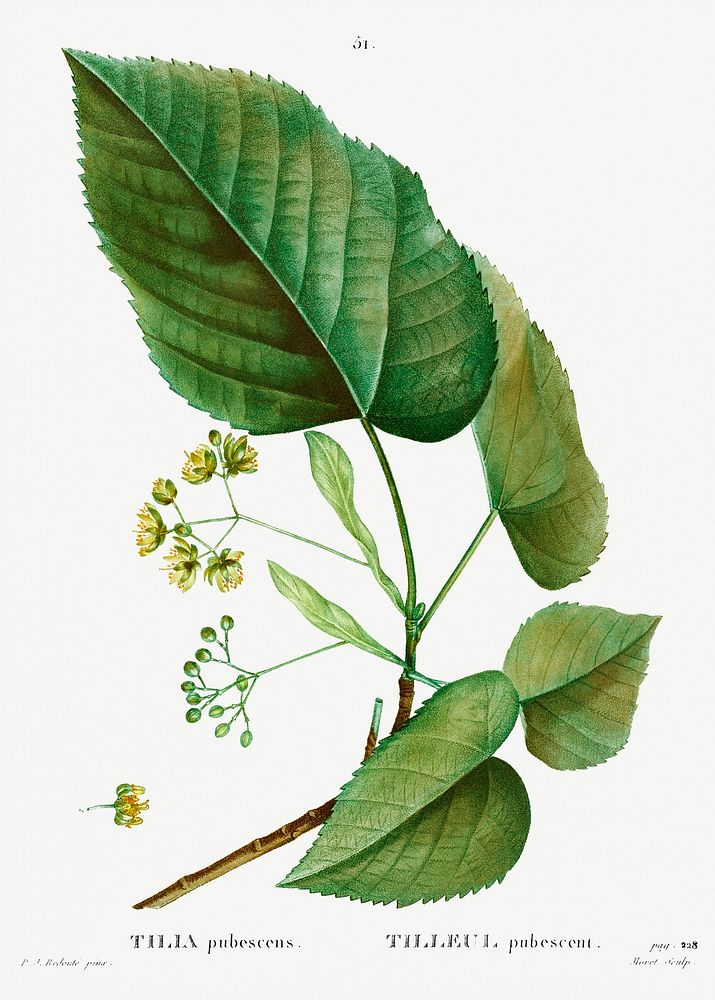 Tilia pubescens from Trait&eacute; des Arbres et Arbustes que l&rsquo;on cultive en France en pleine terre (1801&ndash;1819)…